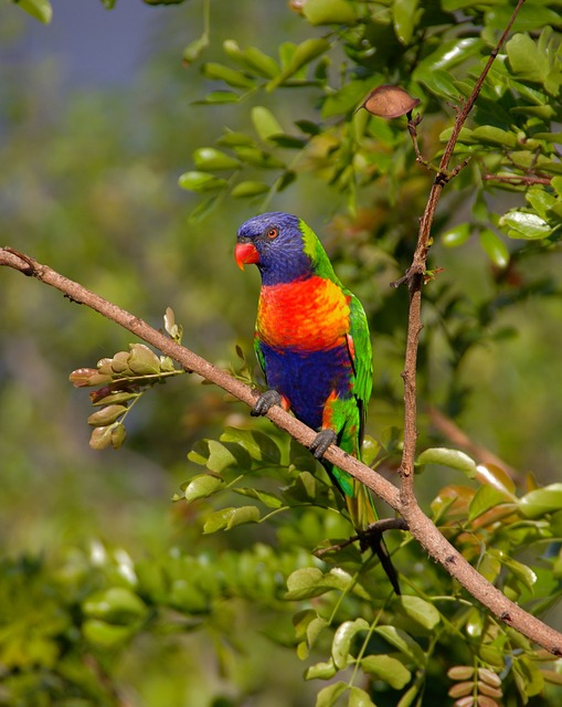 rainbow lorikeet, bird, branch