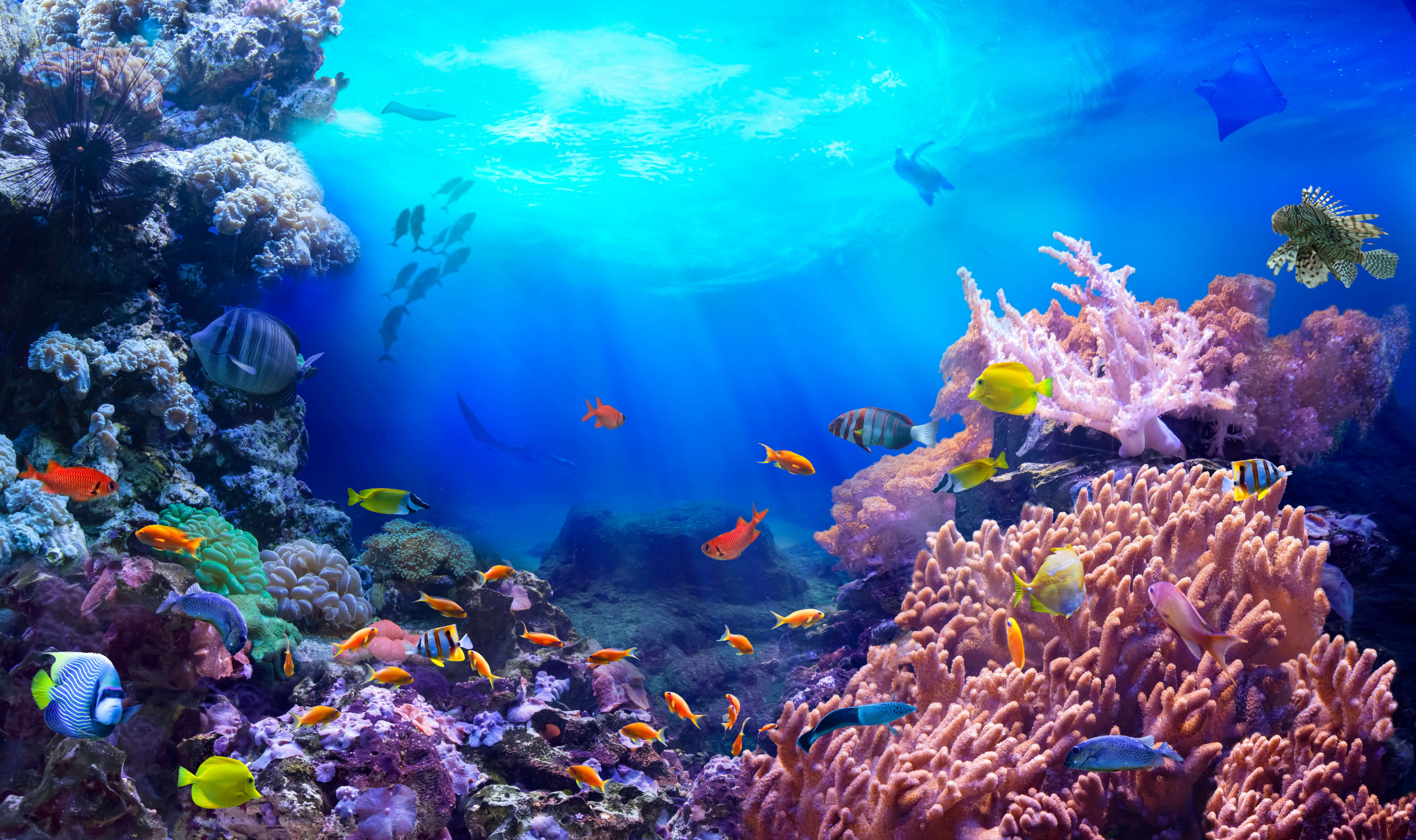 underwater scene, fish and coral