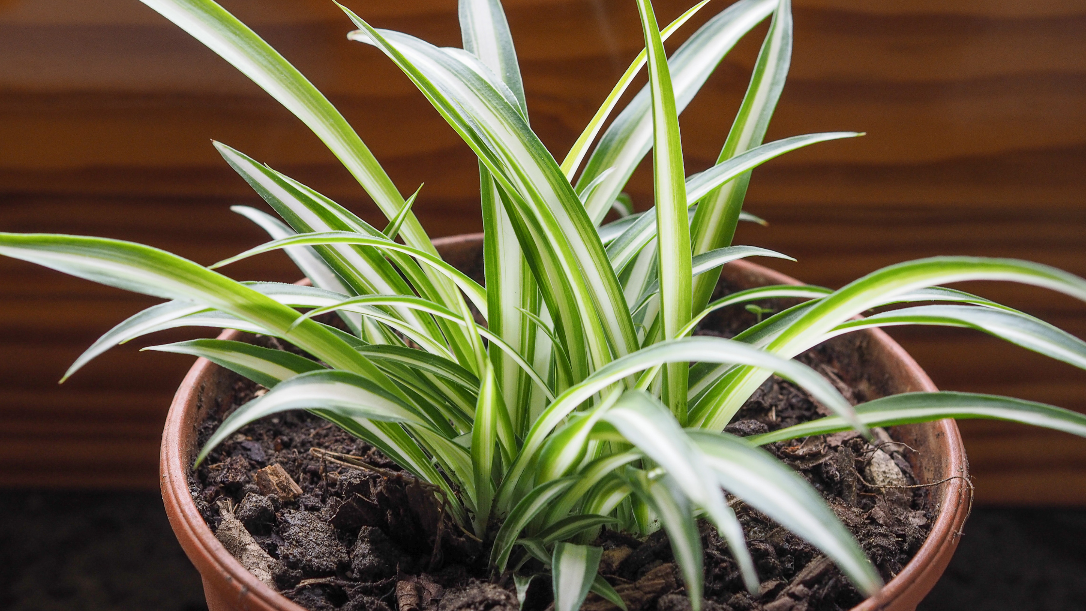 Spider plant