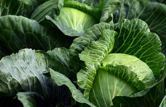 white cabbage, herb, food