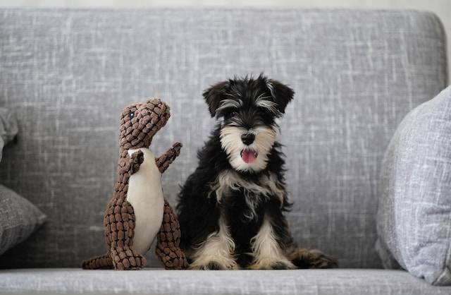 Black And White Terrier Puppy With Toy Dinosaur