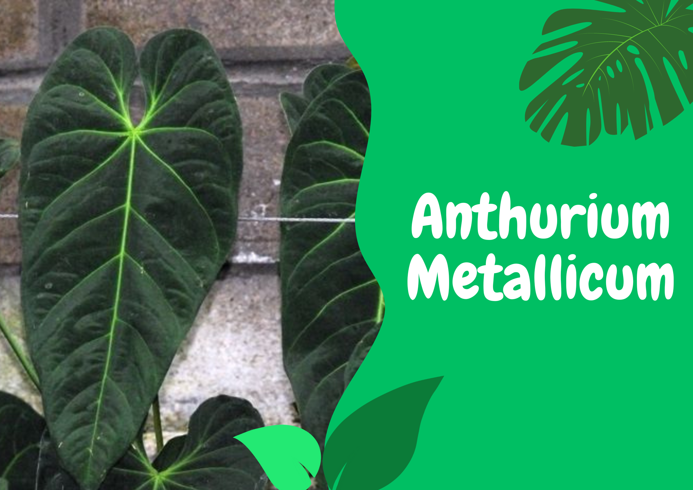 anthurium metallicum
