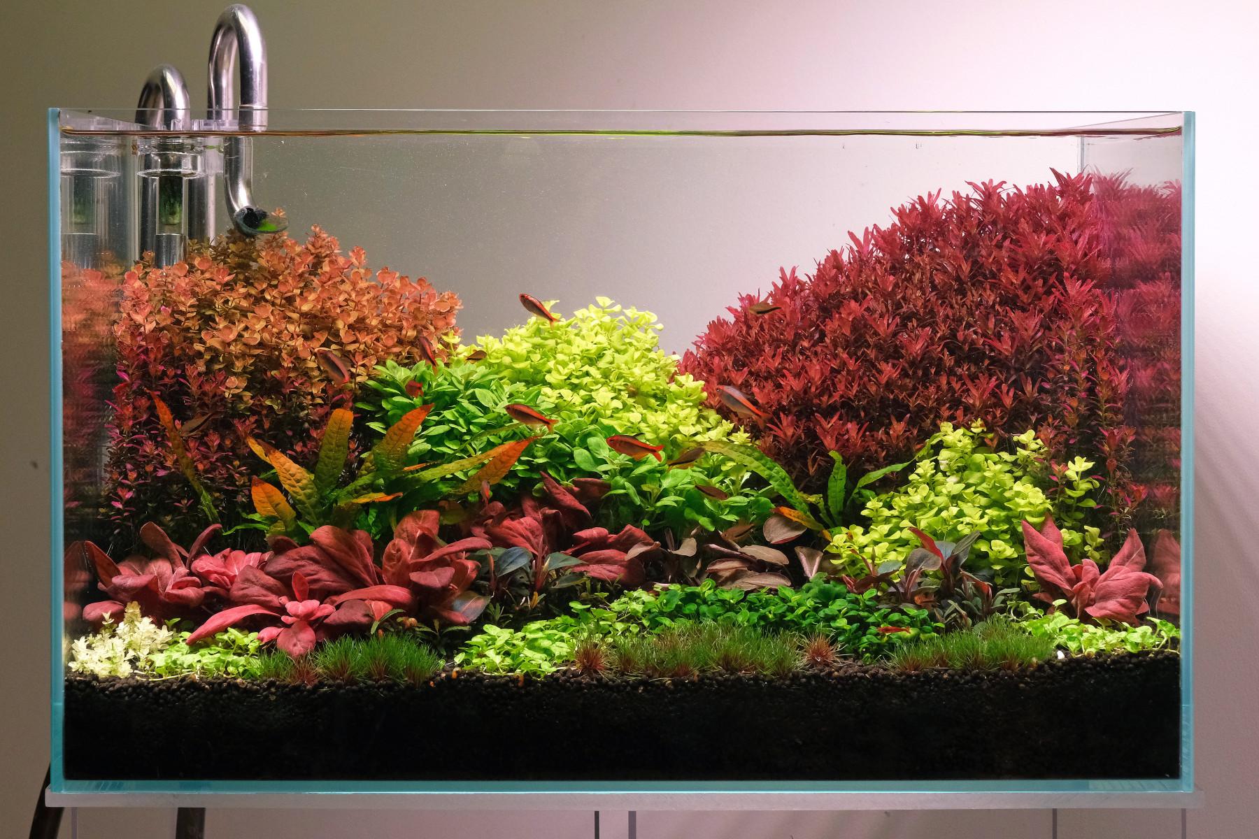 Java fern 'orange narrow'