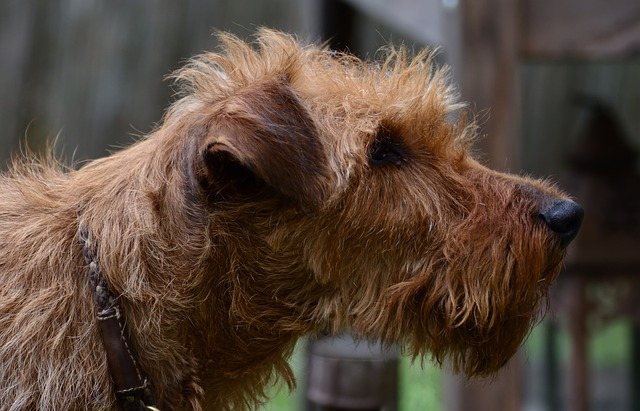 dog, irish terrier, outdoors