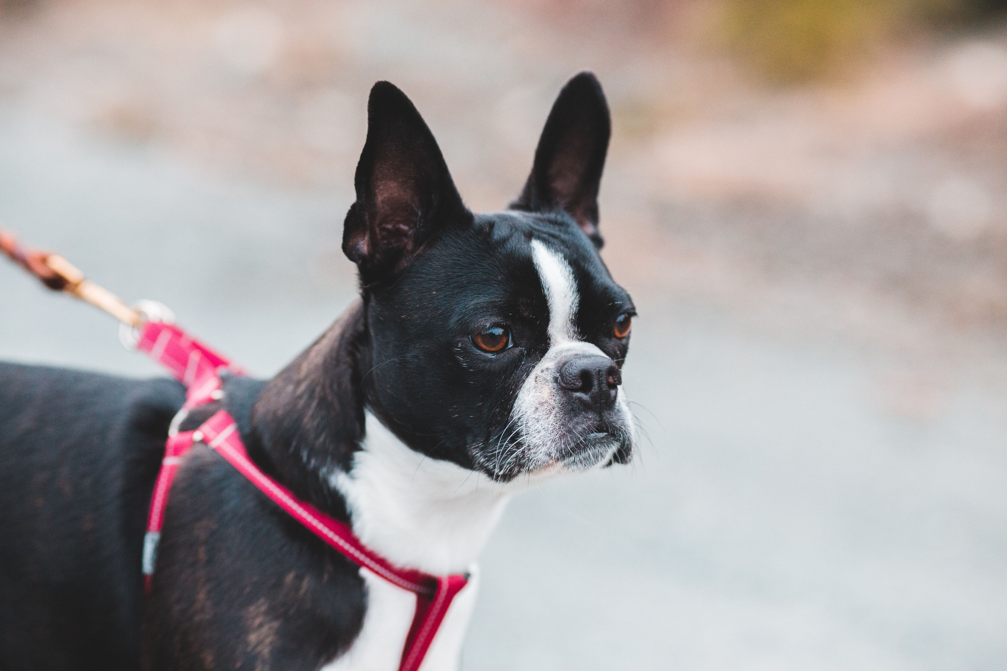 A Boston Terrier out for a walk.