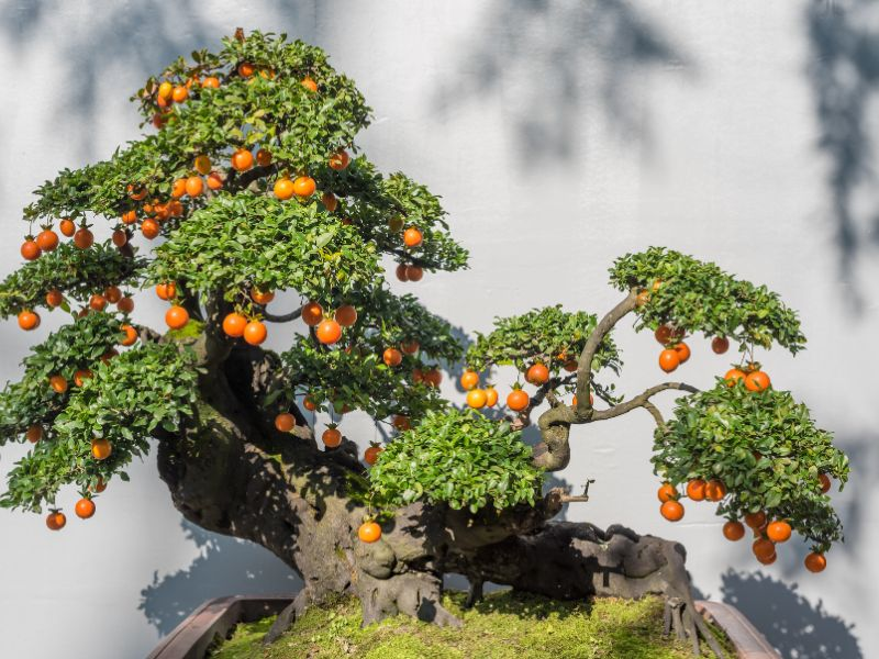 Fruit-bearing bonsai tree species