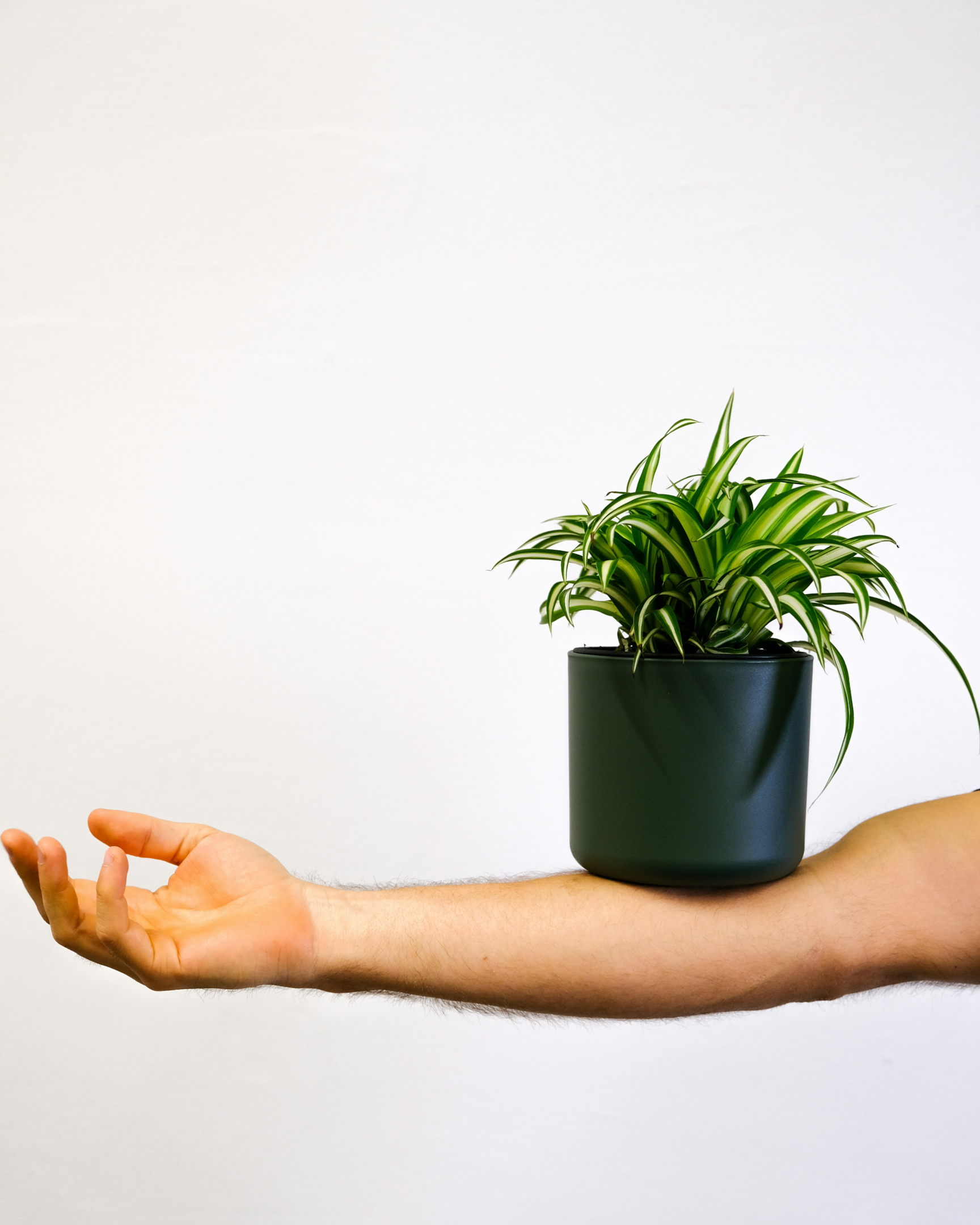 big spider plant, indoor plants, flowers, called