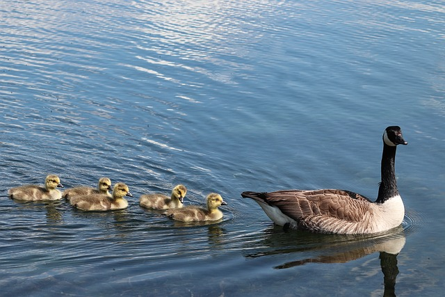 Canada goose, Birds that start with C