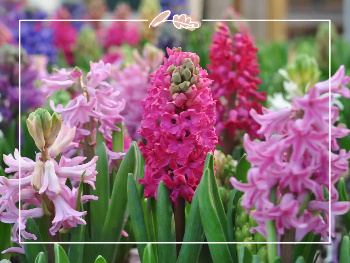 An assortment of pink and purple hyacinths in a lush garden. Fabulous Flowers and Gifts.