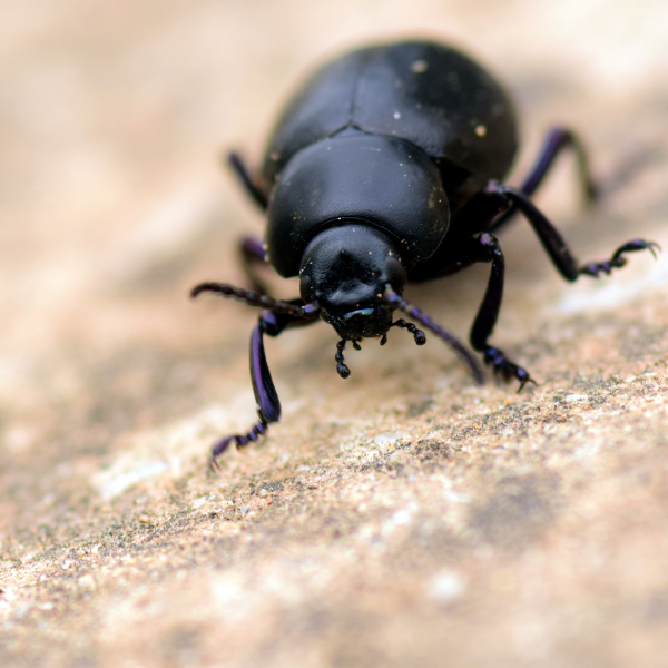 Dung beetle