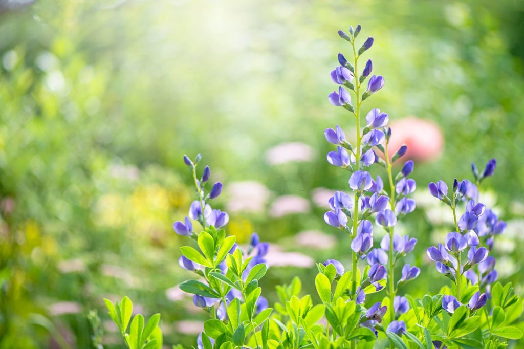 False Indigo