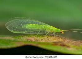 3,468 Green Lacewing Images, Stock Photos & Vectors | Shutterstock