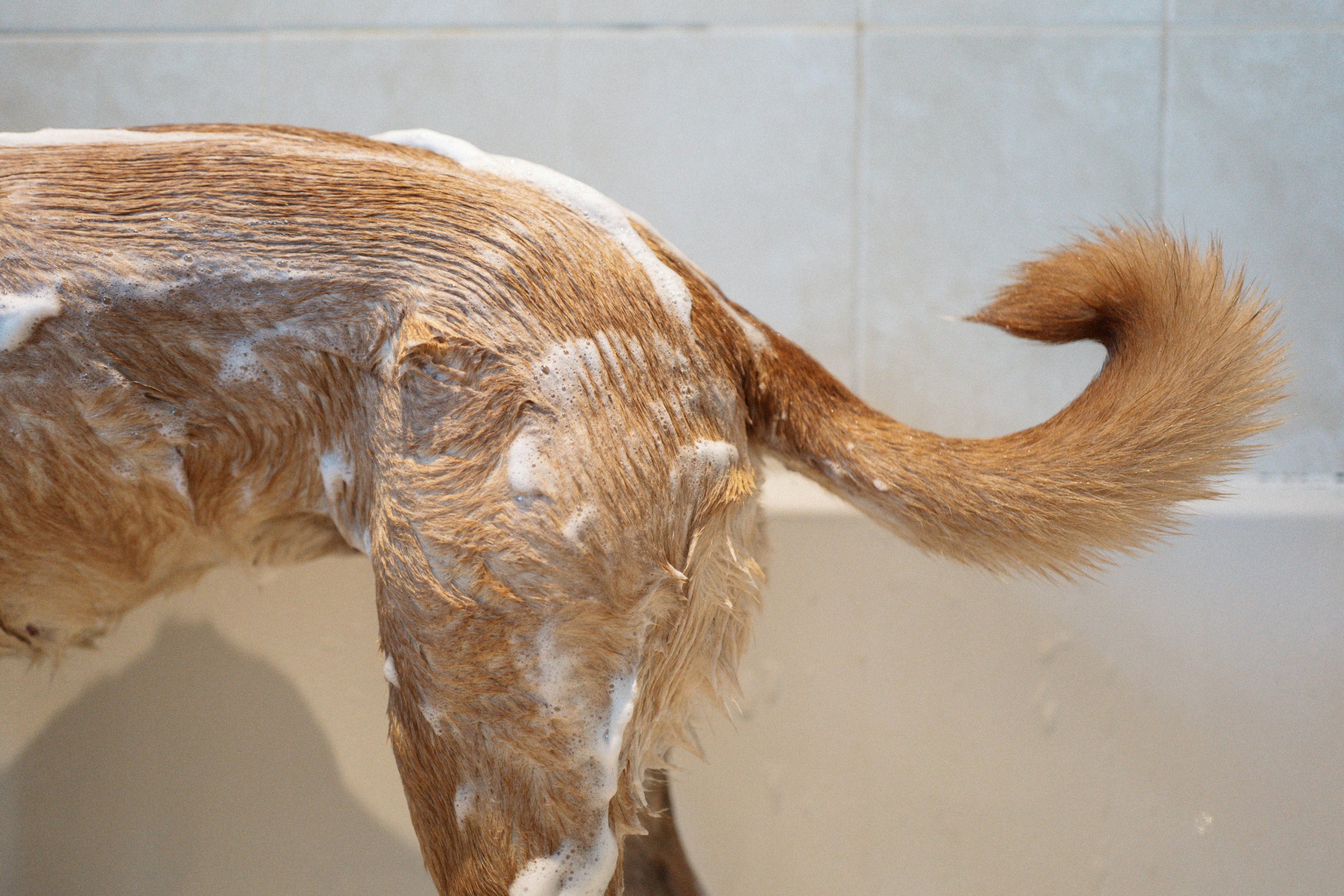 skin irritations, mineral oil creates, dog shampoo's ingredient list