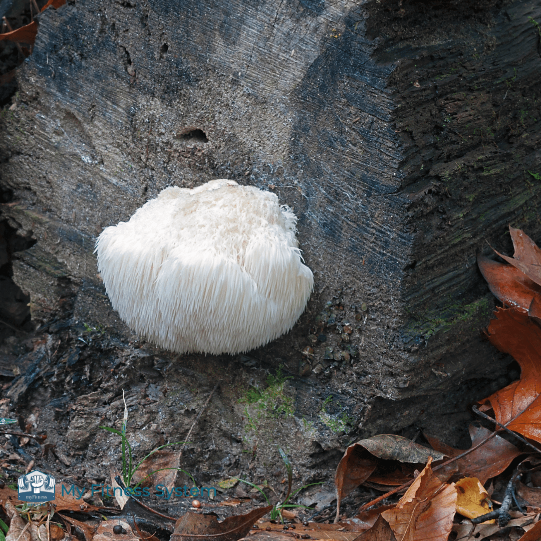 What Is Lion's Mane Good For Supplement Breakdown