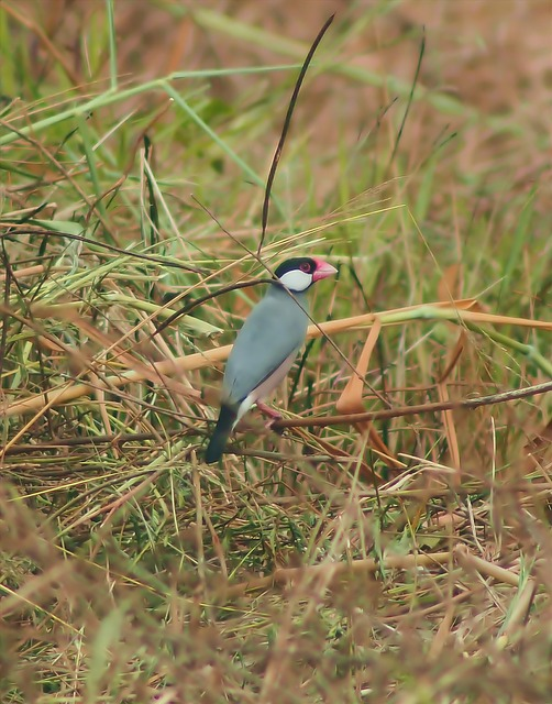 java sparrow, Birds that start with J