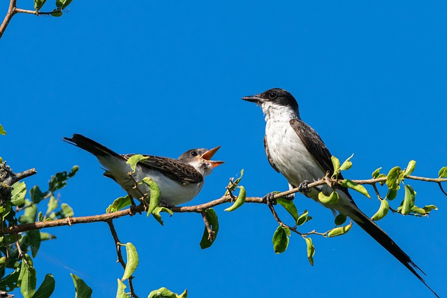 eastern kingbirds, birds, animals