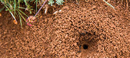 An image of an outdoor ant hill and ant colony.