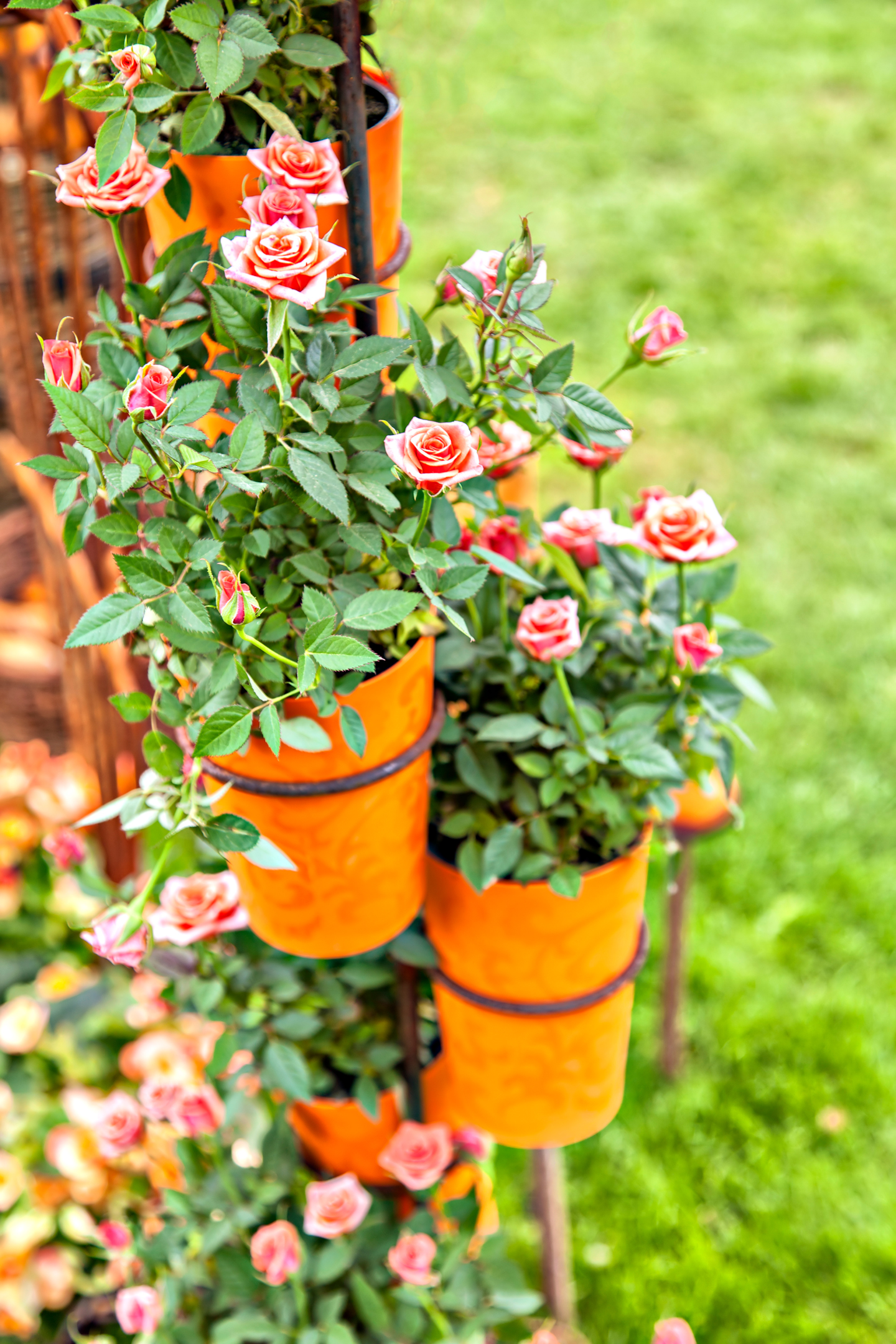 a rose garden can be grown in pots