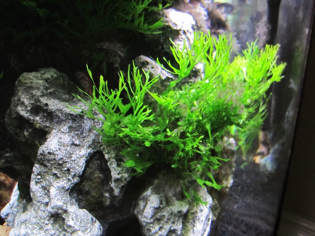 Java Fern