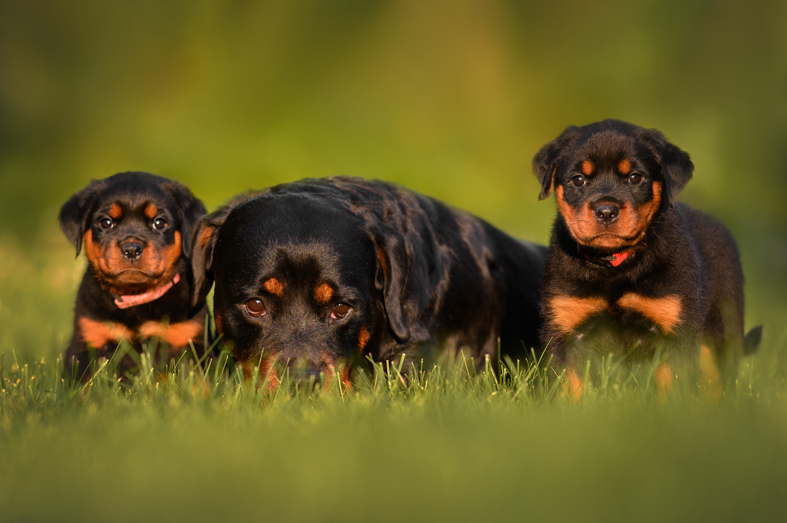An adult Rottweiler next to two puppies