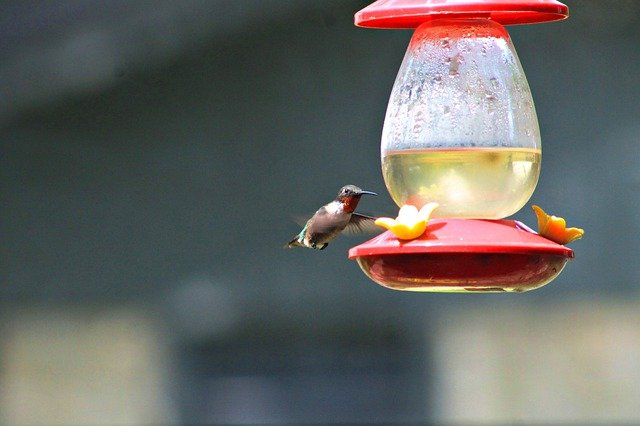 How To Keep Ants Out Of Hummingbird Feeder
