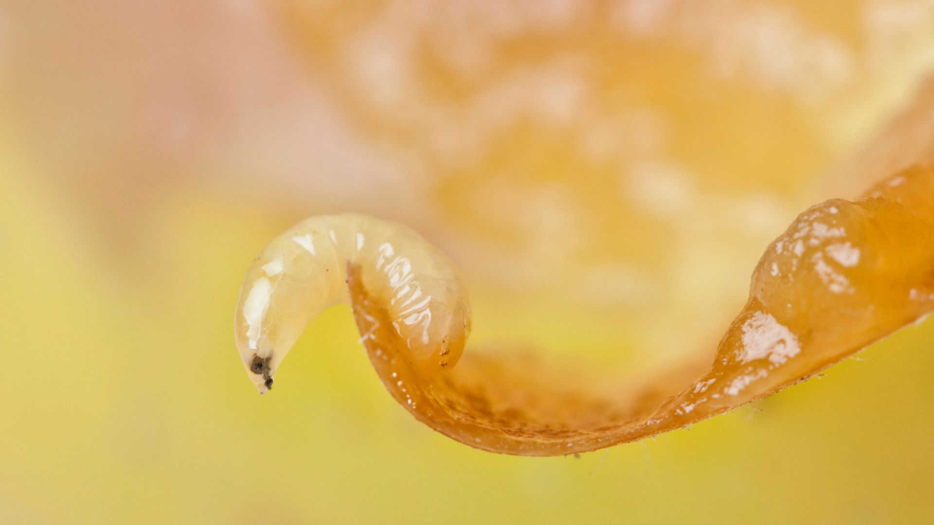 An image of fruit fly larva.