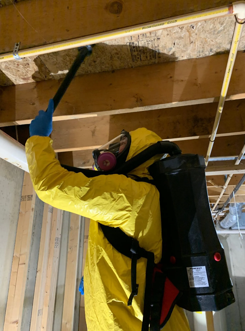 santa monica ca potential mold growth 