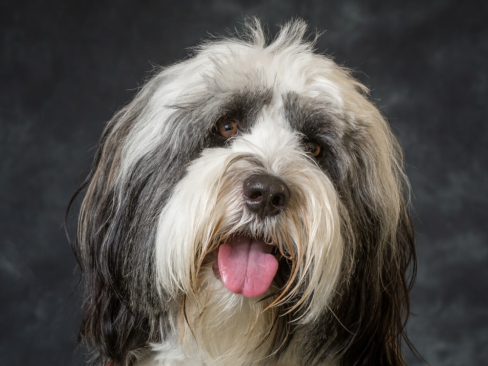 Tibetan Terrier Dog Breed Information Characteristics FurLyfe Tibetan Terrier Dog Breed Information Characteristics FurLyfe