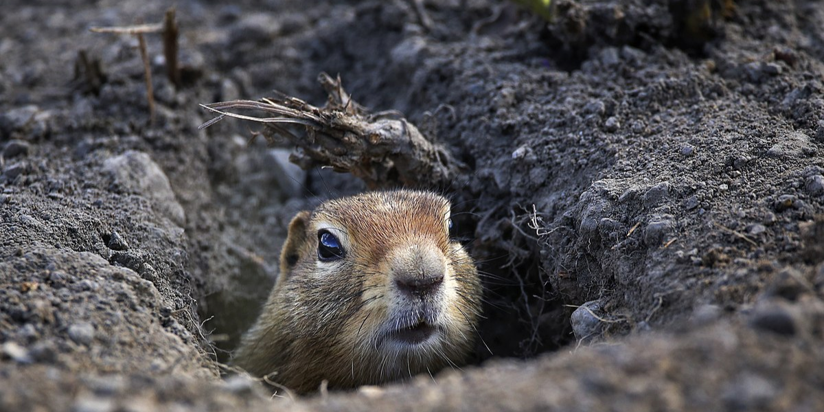 interesting animals in Denali National Park