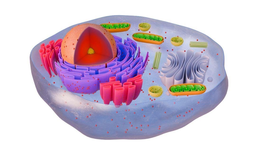 Plant, Human, and Lab-Cultured Stem Cells