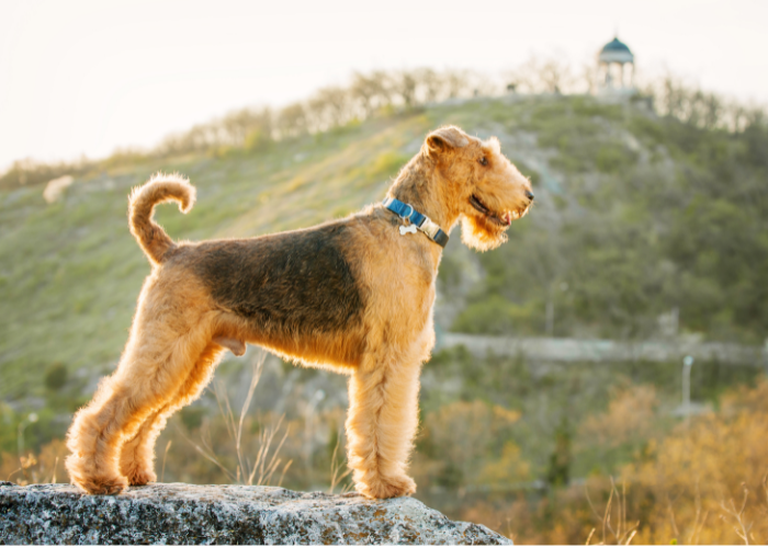 An Airedale Terrier with a wiry coat and a friendly expression.
