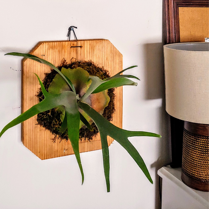 Staghorn fern with unique and eye-catching leaves