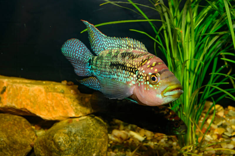 Jack Dempsey cichlid