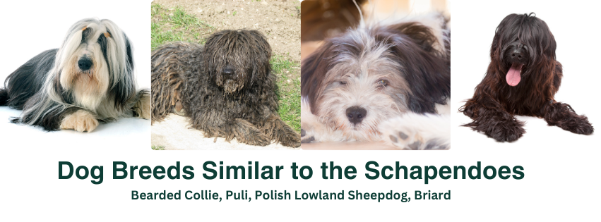 A photo collage of dog breeds similar to the Schapendoes