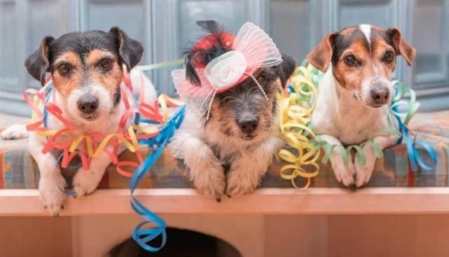 Keeping your Dog Happy When Hosting Holiday Parties