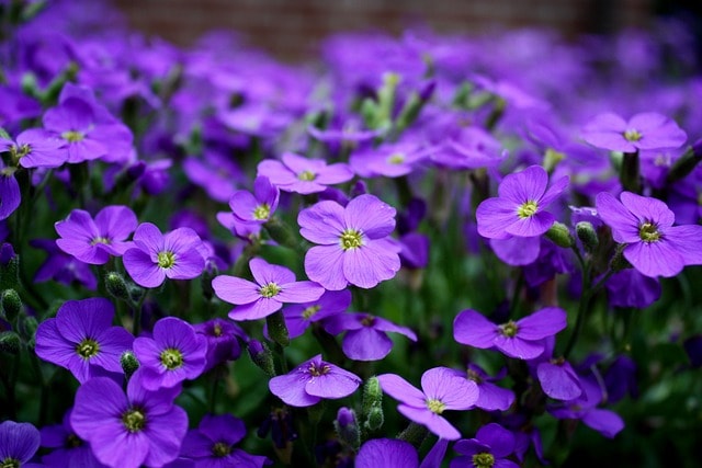 flowers, beautiful flowers, purple, purple flowers, petals, purple petals, flora, floriculture, horticulture, botany, nature, plants, flowering plants, bloom, blossom, garden, flower garden, spring, spring flowers, flowers, purple, purple, flower background, flower wallpaper, purple, purple, purple, purple flowers, purple flowers, purple flowers, purple flowers, spring