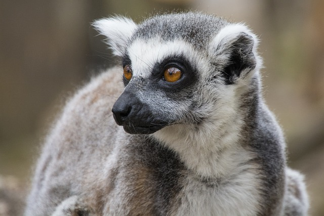 lemur, tail, london zoo