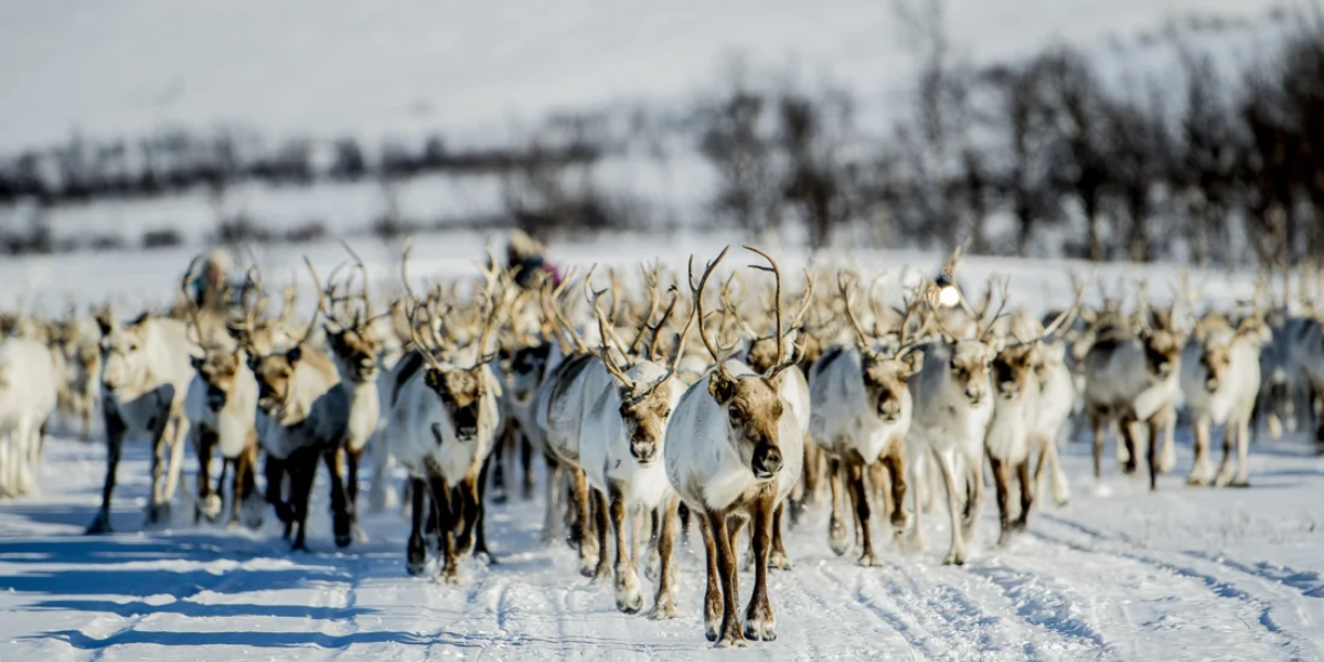 reindeer 