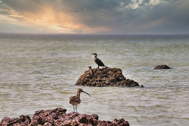 whimbrel, cormorant, birds