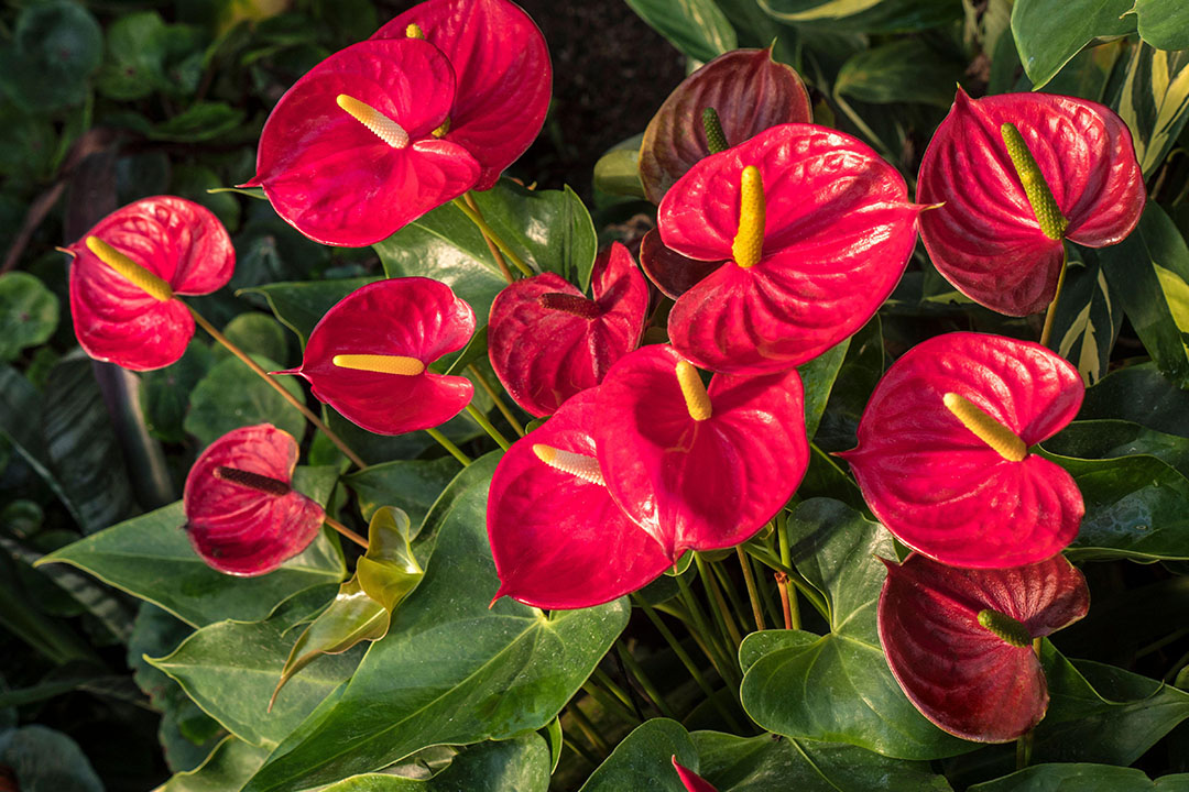 Laceleaf plant red flowers