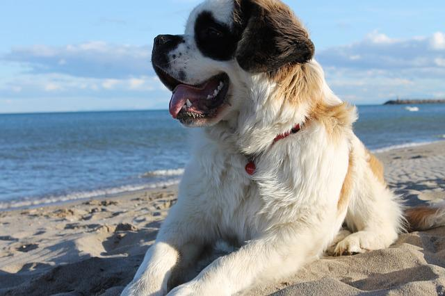 dog, saint bernard, beach
