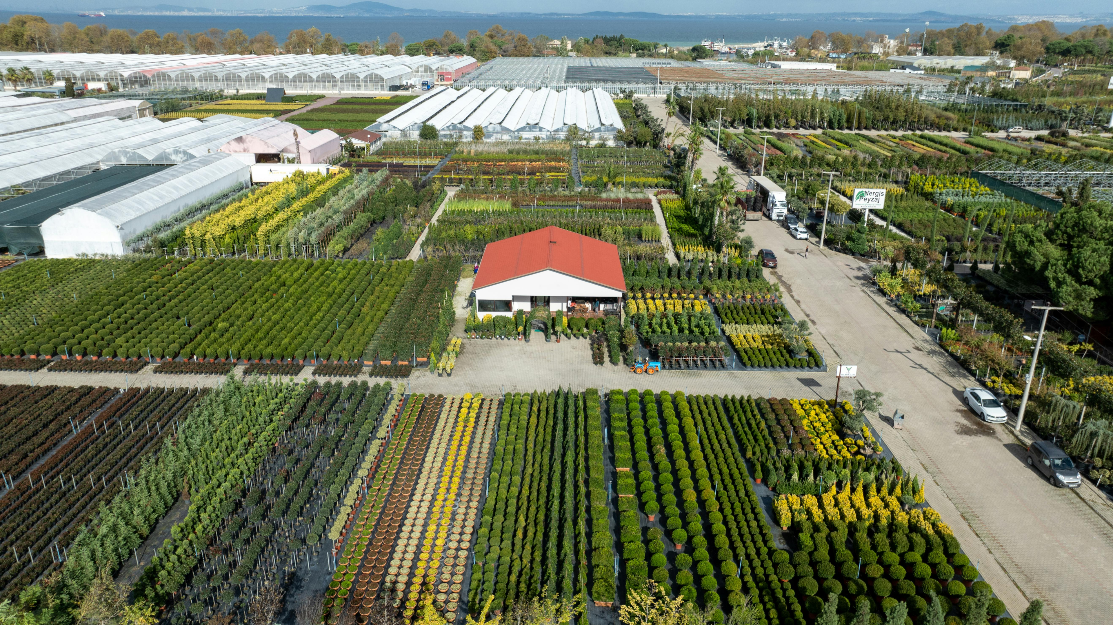 nursery climate, established plant nursery