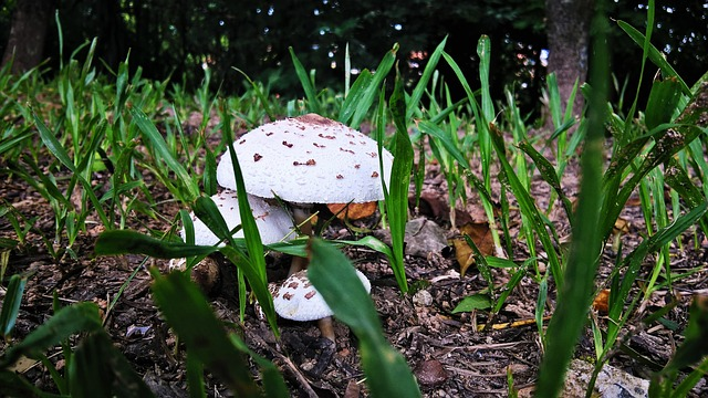 mushroom, crazy, flower background