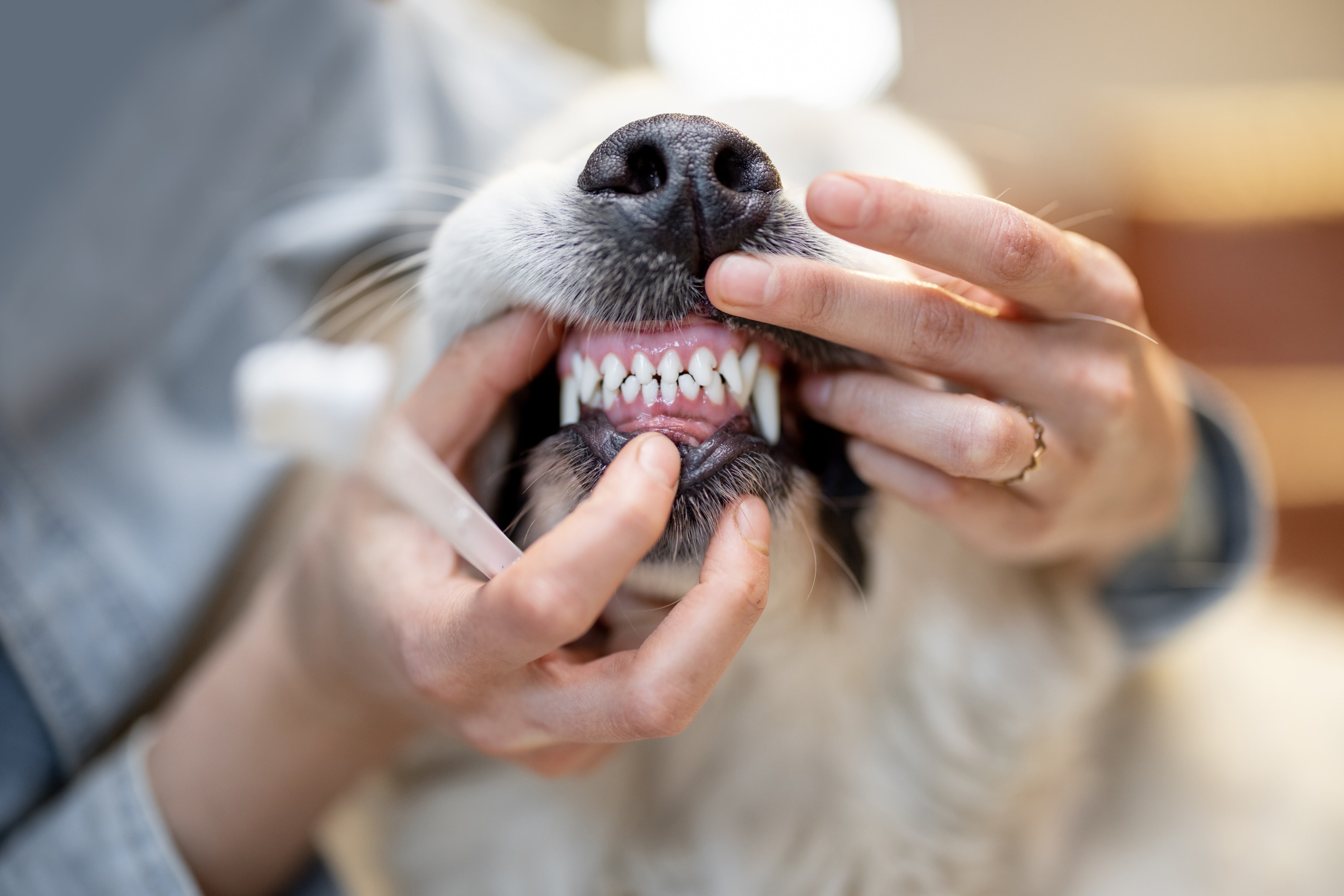 Monster Bully Stick Cleaning Dogs Teeth