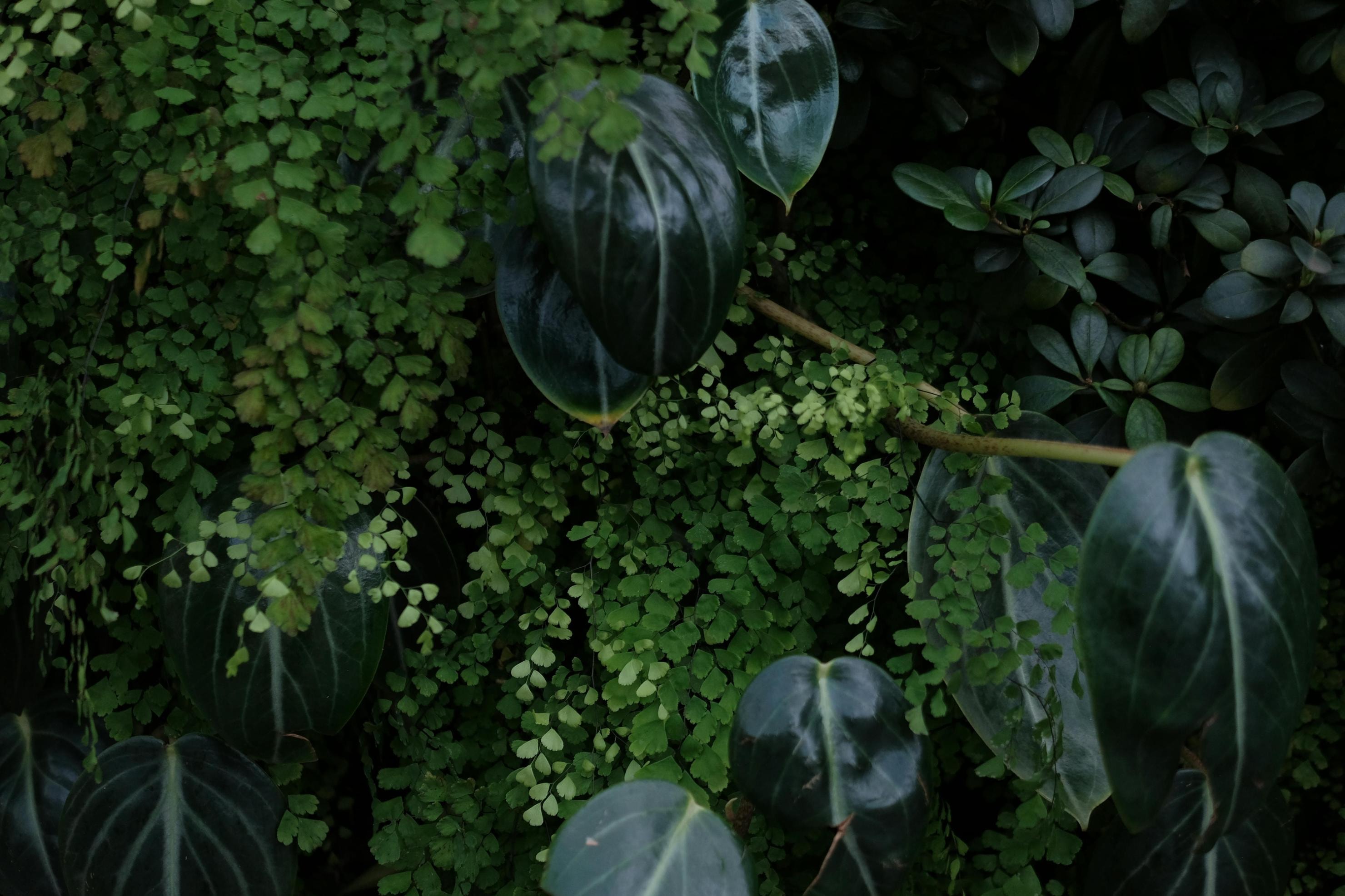 A close-up view reveals a rich texture of foliage, featuring large, dark green leaves with distinct veins nestled among a dense carpet of delicate, bright green ferns. The broad, glossy surfaces of the larger plants contrast beautifully with the intricate, fan-shaped patterns of the tiny fern fronds, creating a lush and vibrant natural display.