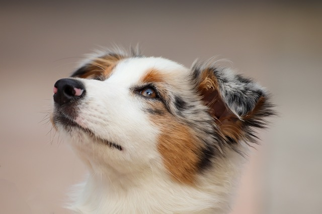 dog, puppy, australian shepherd, follicular dysplasia, pinnal alopecia, follicular dysplasia, follicular dysplasia