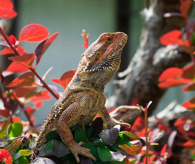 what to know before getting a bearded dragon
