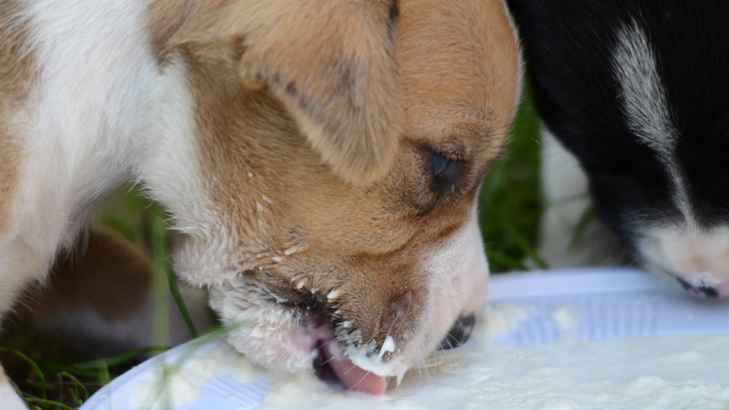 cfea93fa c708 4f07 9743 43c4554ef6c5 Curious About Canine Nutrition: Can Dogs Drink Milk Safely?