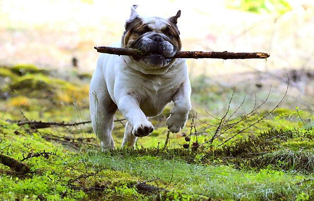 dog, domestic animal, stick