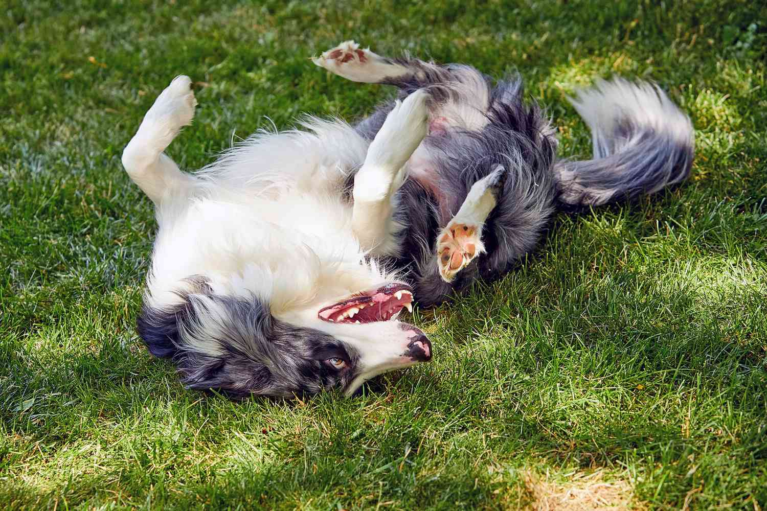 dog rolls, dogs roll in smelly